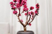 海棠花的养殖技巧（轻松掌握，让你的海棠花长得更好）