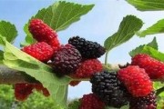 探究桑葚树的裸子植物身份（桑葚树的特性与分类）