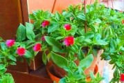 牡丹吊兰的花语与代表意义（缤纷多彩的生命之花）