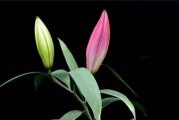 百合的生长环境条件及特点（优秀的土壤条件是百合成长的关键）