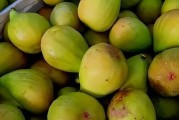 品味无花果（探寻无花果的美妙滋味）
