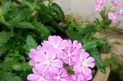 美女樱，多年生植物的魅力（从外貌到特性，探究美女樱的生命密码）