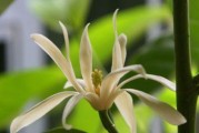 白兰花如何正确浇水（浇水时间和方法详解，让你的白兰花更美丽）