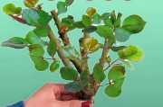玫瑰开花季节与时间的探究（了解玫瑰花开花的特点，追寻花儿的生命之路）