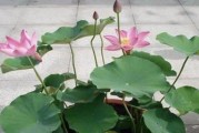 荷花的栽培方法与种植技巧（了解荷花的生长习性，掌握正确的栽培技巧）