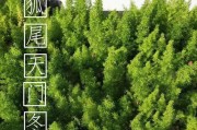 如何养护天门冬开花（打造美丽花坛的秘诀）
