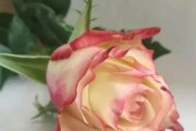 向你请求原谅——百合花的花语（用花语表达内心的歉意和真诚的道歉）