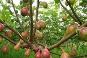 阳台种植无花果，你需要了解的时间和方法（打造绿色阳台生活，无花果不容错过）
