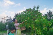 海棠成熟采摘的最佳时间（探秘海棠成熟的周期和最佳采摘时间）