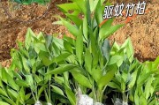 用竹子与土养活你的植物（探索竹子与土的独特组合，让你的植物茁壮成长）