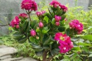 冬天养花指南（让家里的花儿在冬天绽放绚丽）