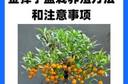 金弹子炭疽病的预防和治疗（掌握关键识别症状，及时预防和治疗）
