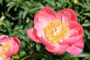 芍药，多年生美丽植物（品种、栽培、用途一览）