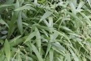 毛竹是一种草本植物吗？（探究毛竹的分类和特征）