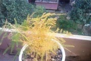 文竹换土换盆的完全指南（学会这些技巧，你的文竹将更加茂盛健康）