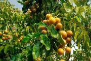 黄皮果树的剪枝与管理技巧（最佳时间、修剪方法、注意事项）