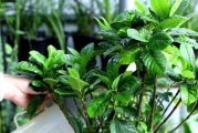 厨房小花谱——打造美丽生活的秘密武器（厨房里哪些花最适合养？）