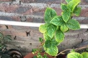 揭秘植物花叶老是干一半的原因（探究干旱、病虫害和营养不良对植物花叶造成的影响）
