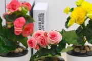 如何管理丽格海棠花期（花期管理要点及注意事项）