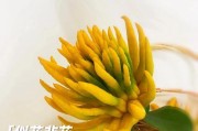 佛手花的烧法及功效（探索佛手花独特的烧制方式，发现其独特功效）