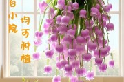 铃兰的萌芽之路（探寻铃兰的神秘芽苗与生长过程，铃兰芽苗繁殖方法全解析）