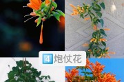 掌握这些技巧，让旱金莲高挑如松（以旱金莲怎么能长得高为主题写1个文章的和副标题及的1个）