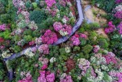 贵州盛开——适合种植的花卉推荐（探秘贵州花卉，欣赏大自然之美）