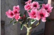 如何快速养护沙漠玫瑰？（它的开花期很短，但仍可掌握的技巧。）