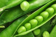 豌豆成熟时间及注意事项（春季播种，夏季收获，收获前需注意这些细节）