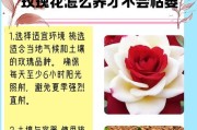 玫瑰养根的技巧与方法（玫瑰养根的关键步骤及注意事项）