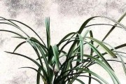 代森锰锌浇兰花的好处（兰花生长需要的营养物质及代森锰锌的作用）