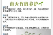 天竹养殖全攻略（打造一片天竹绿色海洋，）