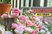 洋桔梗冬季养护全攻略（洋桔梗如何安全度过寒冬）