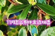 以金边瑞香如何繁殖？（了解金边瑞香的繁殖技巧）