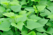 甘薯——营养丰富的地下块茎植物（了解甘薯，关注健康饮食）