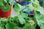 天竺葵夏季安全攻略（以保护自然生态为前提，科学应对高温天气）