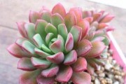 莲花多肉的养殖秘诀（容易出状态的技巧和注意事项）