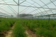 芦笋的种植及适宜地点选择（选择适宜的土壤和气候条件进行种植）