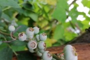蓝莓开花结果全过程详解（掌握种植技巧，享受果实甜美）