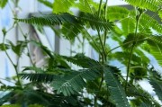 含羞草：一种神奇的植物
