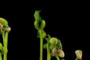 苹果种子的发芽生长过程（从萌芽到成苗，细说苹果种子的成长历程）