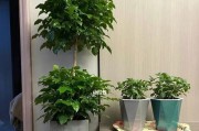 量天尺应该用大盆还是小盆？（选择合适的盆子是确保量天尺精度的关键，如何选择？看这里！）