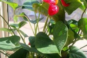 白蛋白可以浇花吗？（解析白蛋白的多种用途与注意事项）