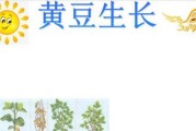 黄豆生长环境条件及特点剖析