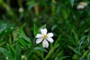 棉花，一种双子叶植物（结构、生长、繁殖、栽培、利用等方面的介绍）