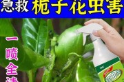 栀子花白色腻虫治疗指南（从根源解决栀子花白色腻虫问题）