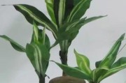巧学巴西木的浇水技巧（如何掌握木多浇水周期？巴西木的生长需要哪些注意事项？）