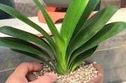 太高的君子兰怎么管理？（以水培方式种植的君子兰长得太高了怎么办？）