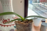 蝴蝶兰侧面长叶子的原因及解决方法（探究蝴蝶兰侧面长叶子的生理学原因与合理修剪技巧）