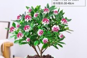 金边瑞香怎么养才能开花（打造花香四溢的花园——金边瑞香种植技巧）